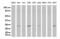 Syndecan Binding Protein antibody, UM500057, Origene, Western Blot image 