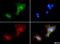 GPIHBP1 antibody, NB110-41537, Novus Biologicals, Immunocytochemistry image 