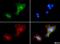 Glycosylphosphatidylinositol Anchored High Density Lipoprotein Binding Protein 1 antibody, NB110-41537, Novus Biologicals, Immunocytochemistry image 