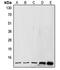 Small Ubiquitin Like Modifier 1 antibody, MBS820912, MyBioSource, Western Blot image 