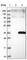 Dehydrogenase/Reductase 9 antibody, HPA036491, Atlas Antibodies, Western Blot image 