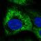 PVR Related Immunoglobulin Domain Containing antibody, HPA047497, Atlas Antibodies, Immunofluorescence image 