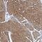 Arginine-Fifty Homeobox antibody, PA5-60214, Invitrogen Antibodies, Immunohistochemistry frozen image 