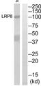 LDL Receptor Related Protein 8 antibody, abx015178, Abbexa, Western Blot image 