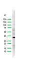 Ribosomal Protein S6 antibody, PA5-32578, Invitrogen Antibodies, Western Blot image 