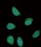 Serpin Family A Member 6 antibody, PA5-24229, Invitrogen Antibodies, Immunofluorescence image 