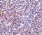 Interleukin 27 Receptor Subunit Alpha antibody, PA5-19984, Invitrogen Antibodies, Immunohistochemistry frozen image 