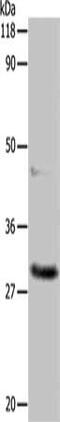 APAF1 Interacting Protein antibody, CSB-PA555100, Cusabio, Western Blot image 