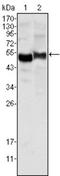 Alpha-1-antitrypsin antibody, NBP1-47444, Novus Biologicals, Western Blot image 
