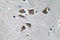 Neuropeptide Y antibody, LS-C177610, Lifespan Biosciences, Immunohistochemistry frozen image 