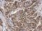 Synaptotagmin 1 antibody, PA5-27935, Invitrogen Antibodies, Immunohistochemistry paraffin image 