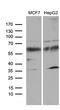 Zinc Finger Protein 329 antibody, LS-C795027, Lifespan Biosciences, Western Blot image 