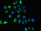 Prostaglandin E Receptor 3 antibody, LS-C679247, Lifespan Biosciences, Immunofluorescence image 