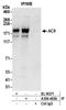 Adenylate Cyclase 9 antibody, A304-465A, Bethyl Labs, Immunoprecipitation image 