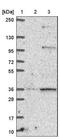 Reticulocalbin 3 antibody, NBP2-13213, Novus Biologicals, Western Blot image 