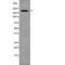 Mucin 1, Cell Surface Associated antibody, abx216974, Abbexa, Western Blot image 