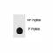 Enolase 2 antibody, F48585-0.4ML, NSJ Bioreagents, Dot Blot image 