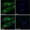 Transforming Growth Factor Beta Induced antibody, NBP1-47215, Novus Biologicals, Immunocytochemistry image 