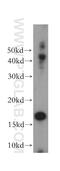 Interleukin 9 antibody, 17689-1-AP, Proteintech Group, Western Blot image 