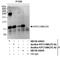 Kinesin Family Member C1 antibody, NB100-40844, Novus Biologicals, Immunoprecipitation image 