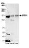 Leucine-rich repeats and immunoglobulin-like domains protein 1 antibody, A305-884A-M, Bethyl Labs, Western Blot image 