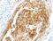Semaphorin 3D antibody, MBS2528689, MyBioSource, Immunohistochemistry paraffin image 
