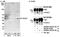 Histone Deacetylase 3 antibody, NB100-79798, Novus Biologicals, Western Blot image 