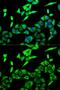 Hydroxyacyl-CoA Dehydrogenase Trifunctional Multienzyme Complex Subunit Alpha antibody, GTX32642, GeneTex, Immunofluorescence image 