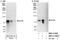 EYA Transcriptional Coactivator And Phosphatase 4 antibody, NBP1-41100, Novus Biologicals, Western Blot image 