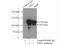 Zinc fingers and homeoboxes protein 1 antibody, 13903-1-AP, Proteintech Group, Immunoprecipitation image 