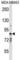 Cyclin And CBS Domain Divalent Metal Cation Transport Mediator 2 antibody, abx027854, Abbexa, Western Blot image 