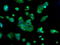 Heat shock 70 kDa protein 1A/1B antibody, GTX84340, GeneTex, Immunofluorescence image 