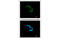 Syntaxin Binding Protein 2 antibody, MBS835182, MyBioSource, Immunofluorescence image 