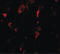 Small G Protein Signaling Modulator 2 antibody, LS-B8867, Lifespan Biosciences, Immunofluorescence image 