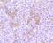 Apolipoprotein E antibody, NBP2-67565, Novus Biologicals, Immunohistochemistry paraffin image 