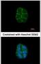 Desmoglein 2 antibody, PA5-21444, Invitrogen Antibodies, Immunofluorescence image 