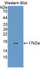 Early Endosome Antigen 1 antibody, LS-C373647, Lifespan Biosciences, Western Blot image 