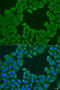 Syntaxin Binding Protein 3 antibody, 23-436, ProSci, Immunofluorescence image 