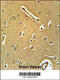 Ring Finger Protein 208 antibody, 62-029, ProSci, Immunohistochemistry paraffin image 
