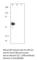 Alpha Fetoprotein antibody, AFP-101AP, FabGennix, Western Blot image 