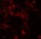 Dopa Decarboxylase antibody, GTX31550, GeneTex, Immunohistochemistry paraffin image 