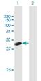Putative testis-specific Y-encoded-like protein 3 antibody, H00128854-B01P, Novus Biologicals, Western Blot image 