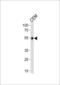 Kruppel Like Factor 5 antibody, 62-839, ProSci, Western Blot image 