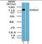 Autophagy And Beclin 1 Regulator 1 antibody, orb96241, Biorbyt, Western Blot image 