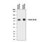 CD36 Molecule antibody, NBP2-54790, Novus Biologicals, Western Blot image 