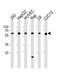 Sphingosine Kinase 1 antibody, MBS9210980, MyBioSource, Western Blot image 