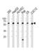 Sphingosine Kinase 1 antibody, MBS9210980, MyBioSource, Western Blot image 