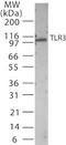 Toll Like Receptor 3 antibody, TA336412, Origene, Western Blot image 