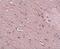 Anoctamin-2 antibody, NBP2-81703, Novus Biologicals, Immunohistochemistry paraffin image 