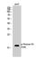 Histone H3 antibody, STJ90290, St John